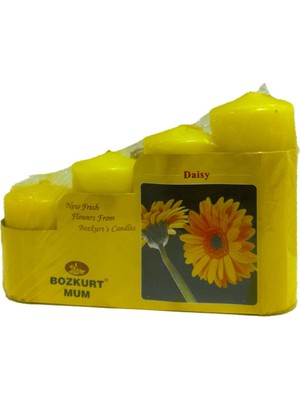 Bozkurt Mum 4lü Papatya Büyük Boy