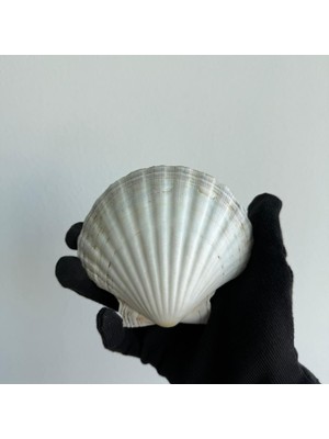 Meks Büyük Doğal Deniz Tarağı Kabugu | 1 Adet | 10-12 cm | Mutfak ve Dekorasyon Için | El Işi ve Diy Pro