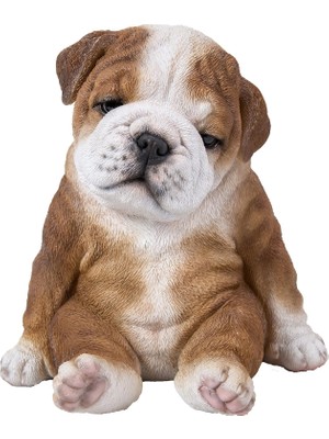 Mey İthalat Oturan Uykulu Bulldog Yavru Köpek