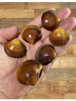 Valor Flea Market Dekoratif Gerçek Ithal Deniz Kabukları Kına Hediye Dekorasyon 60GR, Seakına