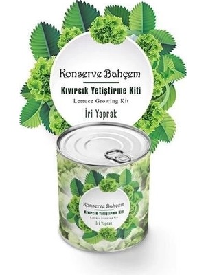 Techora Sale Konserve Bahçem Evde Konservede Iri Yapraklı Kıvırcık Yetiştirme Kiti