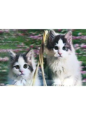 Aesco 5d Elmas Boyama Sevimli Kediler Ikili Kedi Resmi Tablosu 40X60 cm