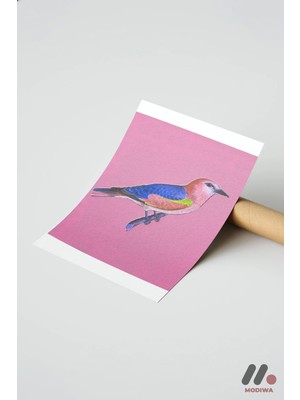 Modiwa Design Renkli Kuş Pembe Zemin, Çerçevesiz Yüksek Kalite Duvar Afişi - Hayvan Severlere Hediye