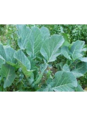 Hakay Karadeniz Lahana Tohumu - 10 Gram