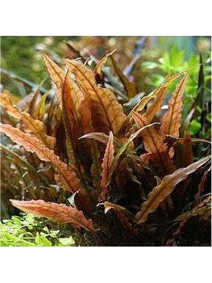 Akvaryum Bitkileri Cryptocoryne Wendtii Brown Saksı Canlı Bitki