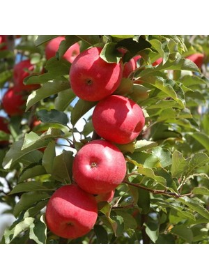 Delixa Tüplü Tam Bodur Fuji Zhen Aztec(Aztek) Elma Fidanı