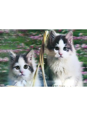 Mabelme Store 3 Boyutlu Resim  Sevimli Kediler Ikili Kedi Resmi Tablosu 40X60 cm