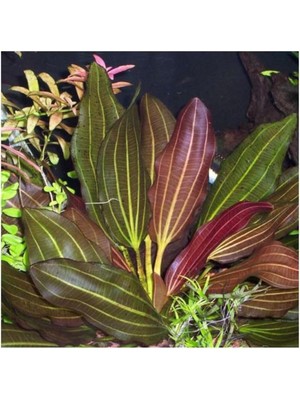 Zemira Echinodorus Red Rubin Saksı Bitki