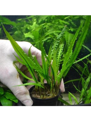 Zemira Cryptocoryne Balansae Bitki