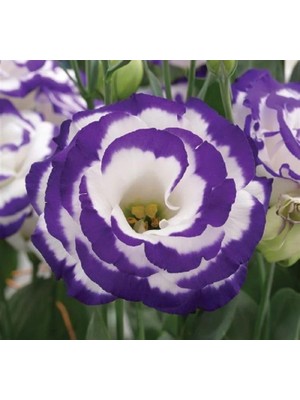 Zemira Lisianthus (Lale Gül) Gelin Buketi - Nokta (5 Tohum)