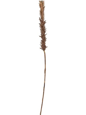 Zemira Villa Kvist Grasses Dark 100 cm Doğal