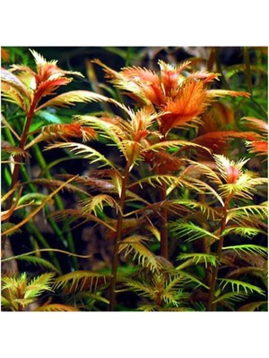 Zemira Proserpinaca Palustris Saksı Bitki TR-P300