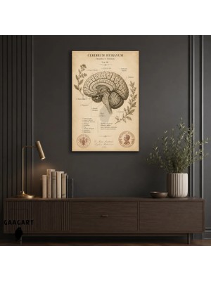 Gaagart Tekli Dikey Kanvas Tablo Vintage Insan Beyni Anatomi Şeması Retro Bilimsel Duvar Sanatı