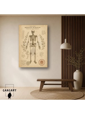 Gaagart Tekli Dikey Kanvas Tablo Vintage Insan Iskeleti Anatomi ve Botanik Doktor Ofisi Dekoru