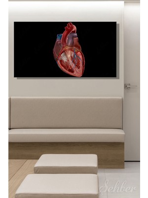 Şehber Insan Kalbinin Anatomik Yapısını Gösteren Detaylı Bir Tıbbi Renkli Çizim Yatay Kanvas Tablo Tekli 3542
