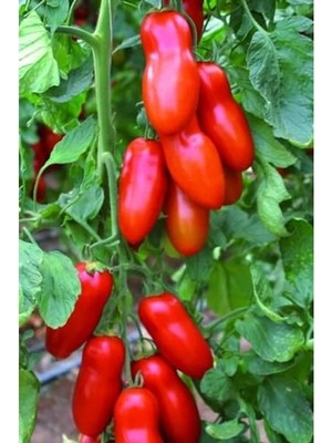 Aesco San Marzano Domates Tohumu, 10+ Adet Paket, Verimli Üretim