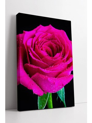 Mushen Studio Canlı Pembe Gül Detaylı Modern Sanatsal Çiçek Tasarım Ev ve Ofis Dekoratif Kanvas Tablo Duvar Dekoru