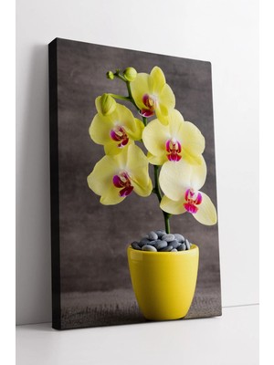 Mushen Studio Sarı Orkide ve Modern Saksı Düzenlemesiyle Aydınlık Mekânlar Için Şık Dekoratif Kanvas Tablo Duvar D