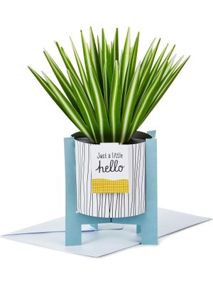 Uravas Store Hallmark Kağıt Harikası Tüm Etkinlikler, Nures Günü, Bahar Pop Up Kart (Saksı Örümcek Bitkisi)