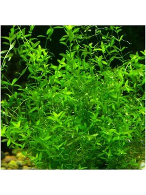 Uravas Store Micranthemum Micranthemoides In Vitro Canlı Bitki