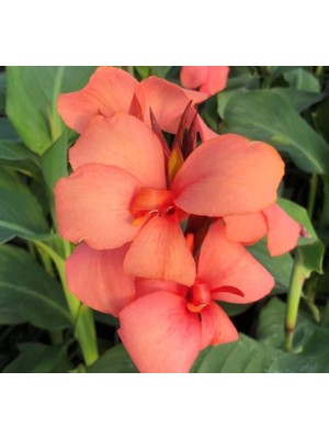 Uravas Store Canna - Tesbih Çiçeği - Mango (1 Tohum)