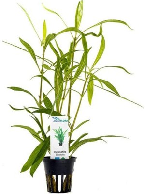 Uravas Store Hygrophila Salicifolia Saksı Canlı Bitki