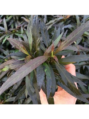 Uravas Store Hygrophila Angustifolia Rubra Saksı Canlı Bitki