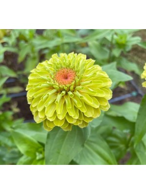 Uravas Store Zinnia - Kirli Hanım Tohumu (Dev Çiçekli, Uzun Boylu) - Lime Renkli - 5 Tohum