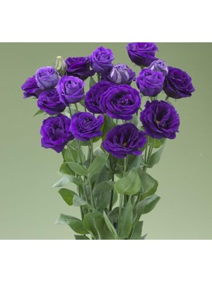 Uravas Store Lisianthus (Lale Gül) Gelin Buketi Serisi - Mor (5 Tohum)