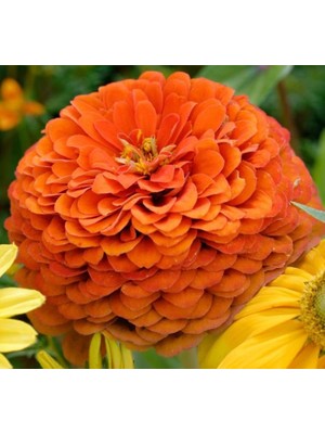Uravas Store Zinnia - Kirli Hanım Tohumu (Dev Çiçekli, Uzun Boylu) - Turuncu Renkli - 5 Tohum