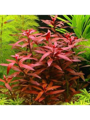 Uravas Store Ludwigia Peruensis Saksı Canlı Bitki P112