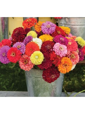 Uravas Store Zinnia - Kirli Hanım Tohumu (Dev Çiçekli, Uzun Boylu) - Karışık Renkli - 5 Tohum