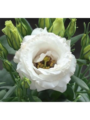 Uravas Store Lisianthus (Lale Gül) Julyet Serisi - Beyaz (5 Tohum)