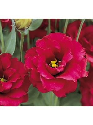 Uravas Store Lisianthus (Lale Gül) Gelin Buketi Serisi - Kırmızı (5 Tohum)