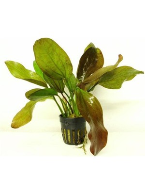 Uravas Store Echinodorus Fancy Twist Saksı Canlı Bitki