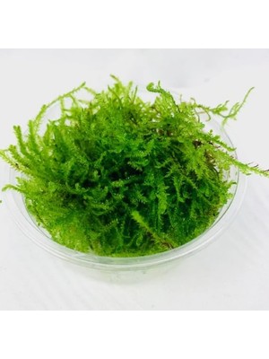 Uravas Store Atakanpetshop Peacock Moss Kutu Canlı Bitki