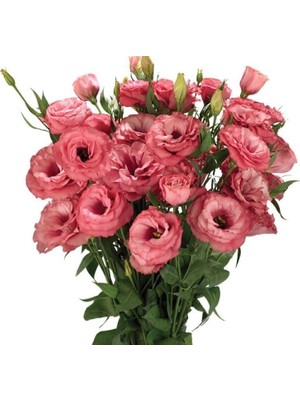 Uravas Store Lisianthus (Lale Gül) Advantage Serisi - Gül Rengi (5 Tohum)