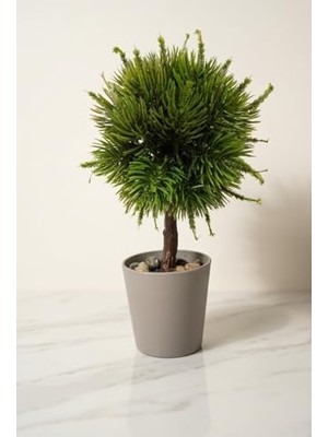 Modern Top Formlu Yapay Çam Bonsai, Taş Dolgulu Gri Saksıda Mini Ağaç, Çalışma Masası ve Raf Dekorasyonu