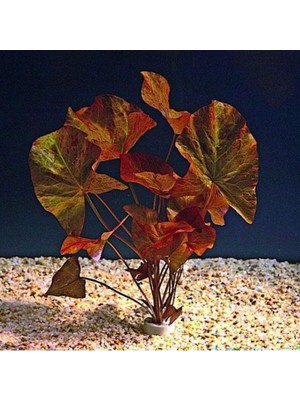 Uravas Store Nymphaea Rubra Bulb Lotus Soğanı (Kırmızı) Canlı Bitki