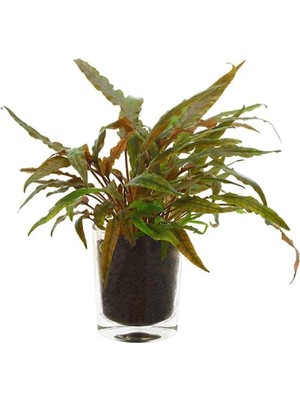 Uravas Store Cryptocoryne Undulatus Red Saksı Canlı Bitki
