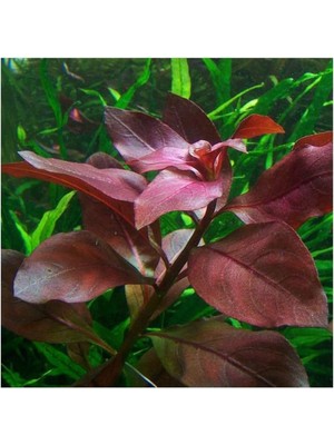 Uravas Store Ludwigia Repens Rubin Saksı Canlı Bitki TR-P292