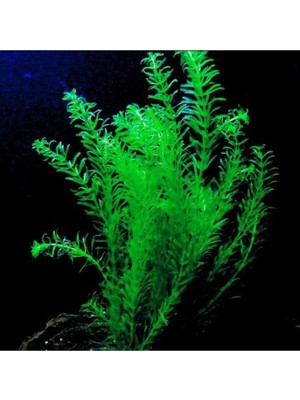Uravas Store Elodea Species 5 Kök - Eledoa Canlı Bitki