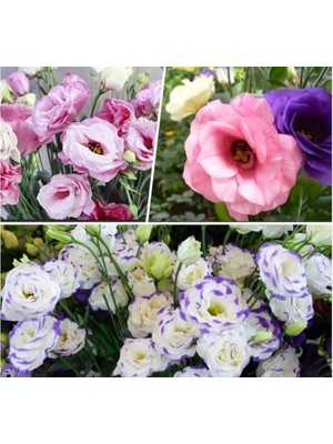 Uravas Store Lisianthus (Lale Gül) Gelin Buketi Serisi - Karışık (5 Tohum)
