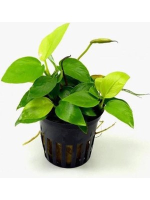 Renas Store Anubias Nana Gold 6-7 Yapraklı Canlı Bitki