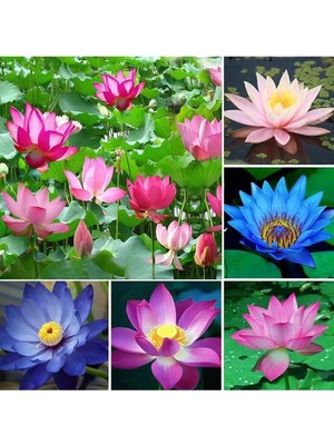 Renas Store 20 Adet Lotus Çiçeği Tohumu Nilüfer Çiçeği Karışık Renkli Orjinal Lotus Su ve Toprakta Yetişir