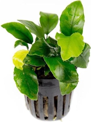 Renas Store Anubias Wrinkled Leaves Canlı Bitki
