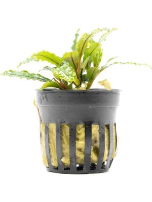 Renas Store Bucephalandra Velvet Saksı Canlı Bitki