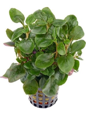 Renas Store Lobelia Cardinalis Mini Saksı Canlı Bitki