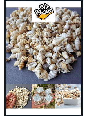 250 Adet Nassa Shell Doğal Deniz Kabuğu (Epoksi Dekor Kabuğu) (Boyut Ortalama 1 Cm)