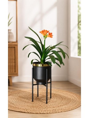 Ayaklı Metal Saksı Siyah Gold Detaylı Dekoratif Çiçeklik 41X21CM | Metal Malzeme, Gold Detaylı